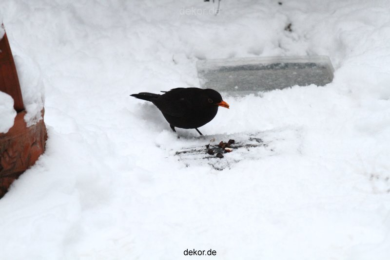 voegel-im-garten-2012-amseln-winter-023