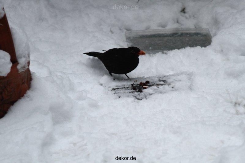 voegel-im-garten-2012-amseln-winter-024