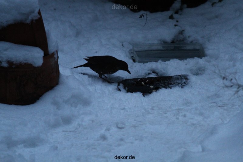 voegel-im-garten-2012-amseln-winter-029