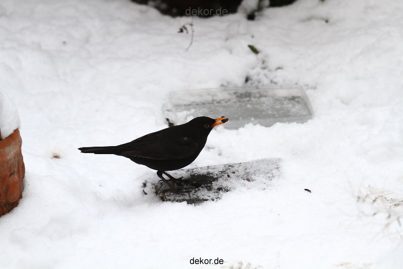 voegel-im-garten-2012-amseln-winter-030