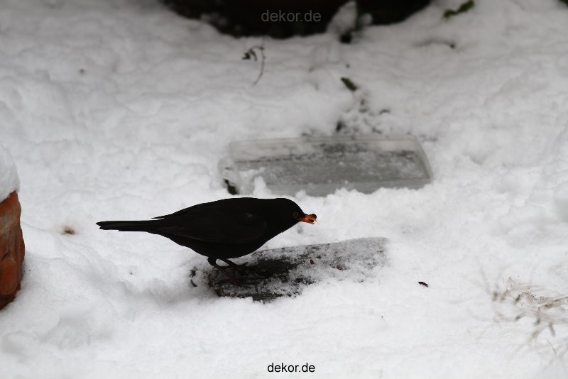 voegel-im-garten-2012-amseln-winter-031