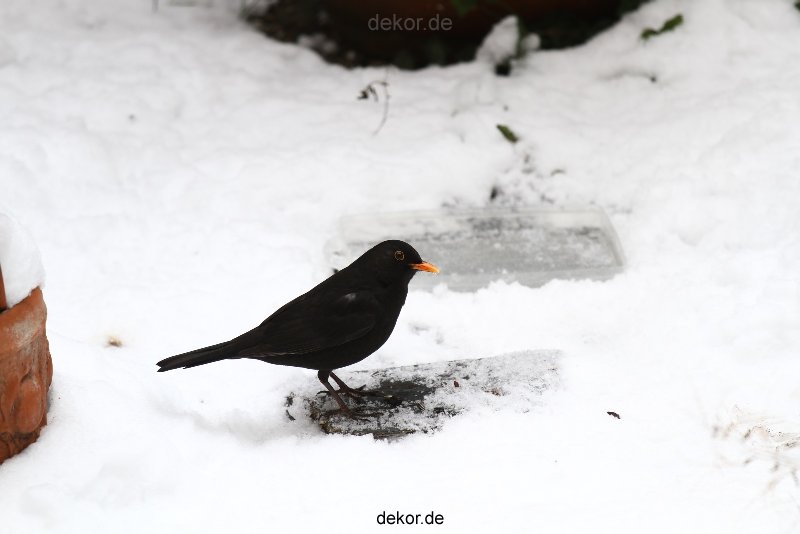 voegel-im-garten-2012-amseln-winter-032