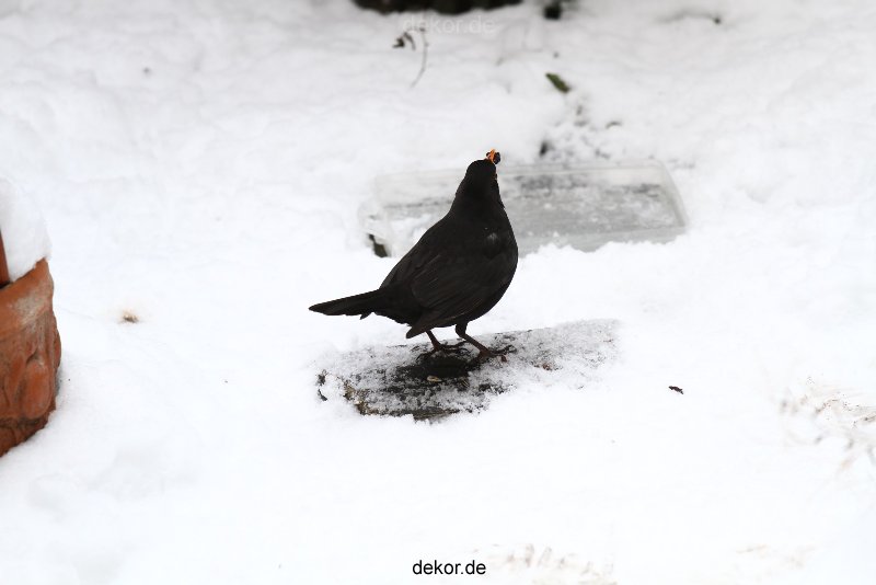 voegel-im-garten-2012-amseln-winter-033