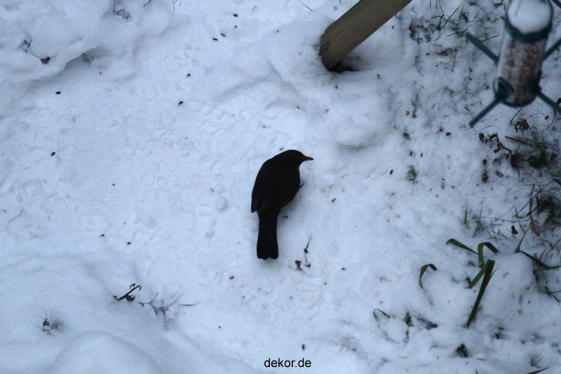 voegel-im-garten-2012-amseln-winter-035