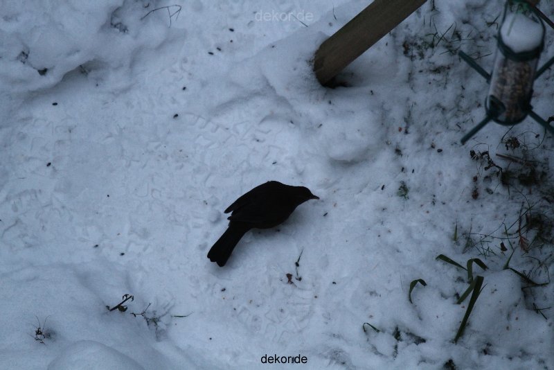 voegel-im-garten-2012-amseln-winter-036