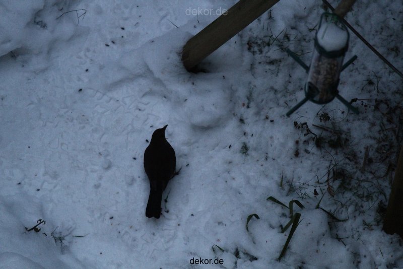 voegel-im-garten-2012-amseln-winter-037