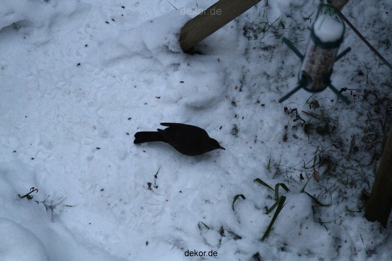 voegel-im-garten-2012-amseln-winter-039