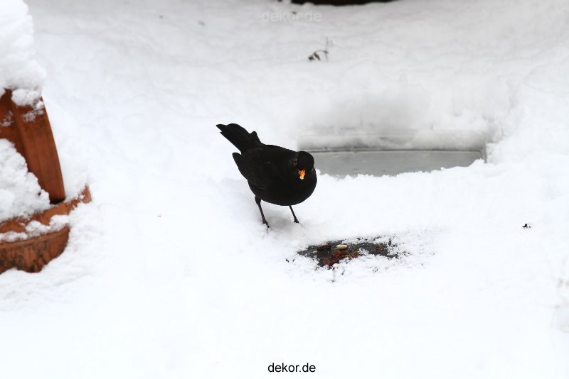 voegel-im-garten-2012-amseln-winter-040