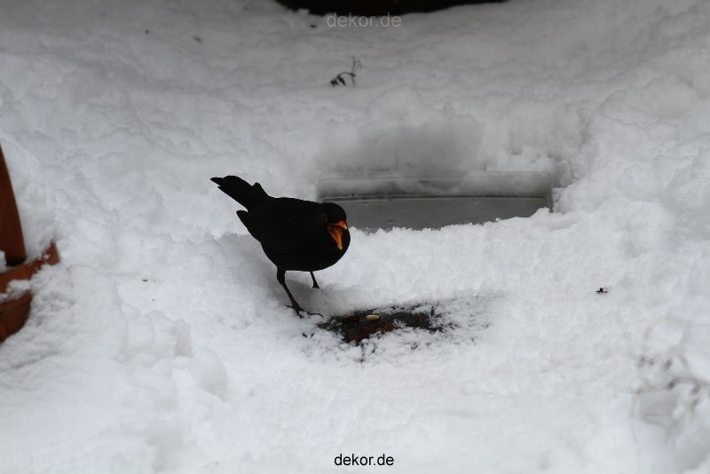 voegel-im-garten-2012-amseln-winter-041