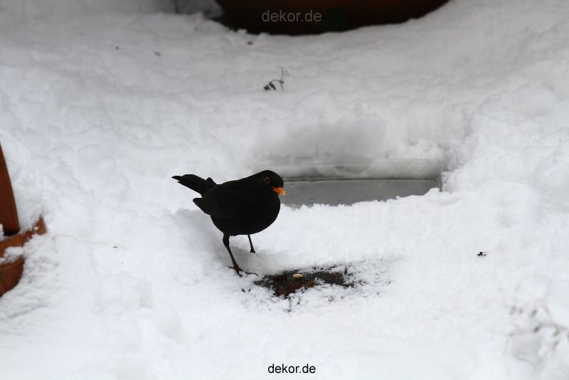 voegel-im-garten-2012-amseln-winter-043