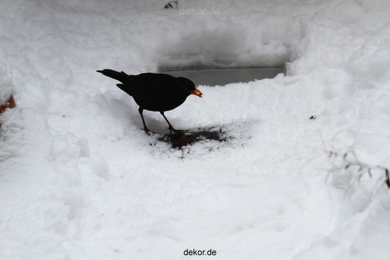 voegel-im-garten-2012-amseln-winter-045