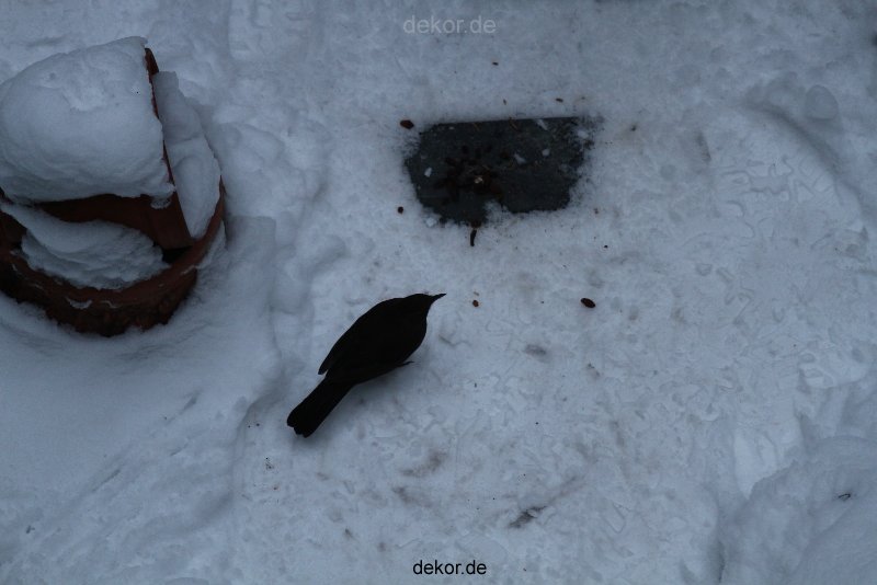 voegel-im-garten-2012-amseln-winter-049