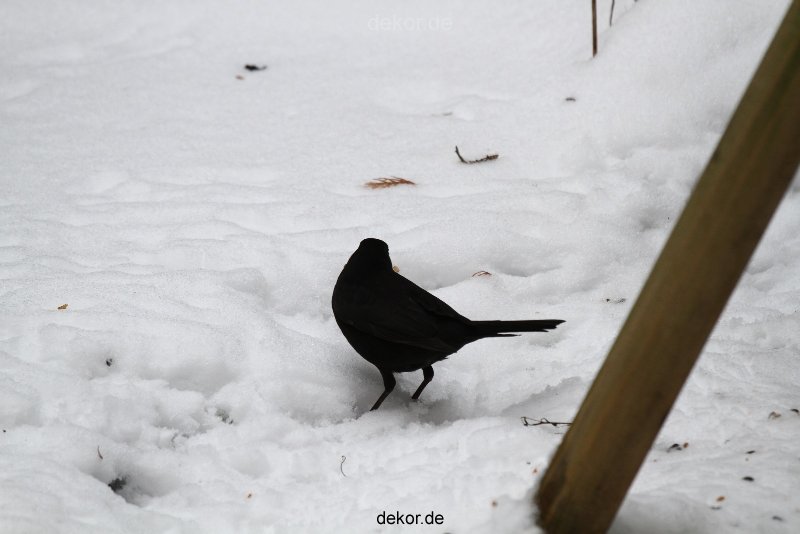 voegel-im-garten-2012-amseln-winter-058