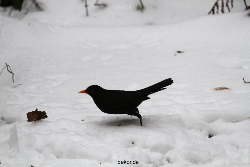 voegel-im-garten-2012-amseln-winter-060