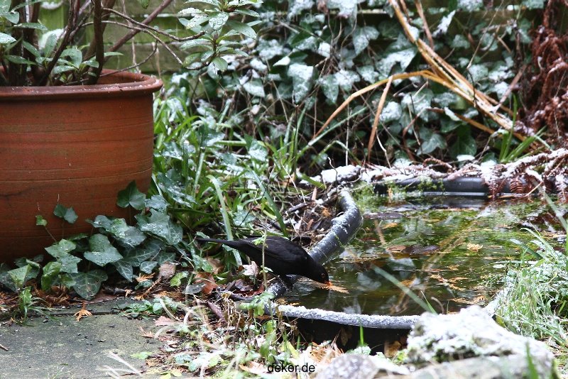 voegel-im-garten-2012-amseln-010