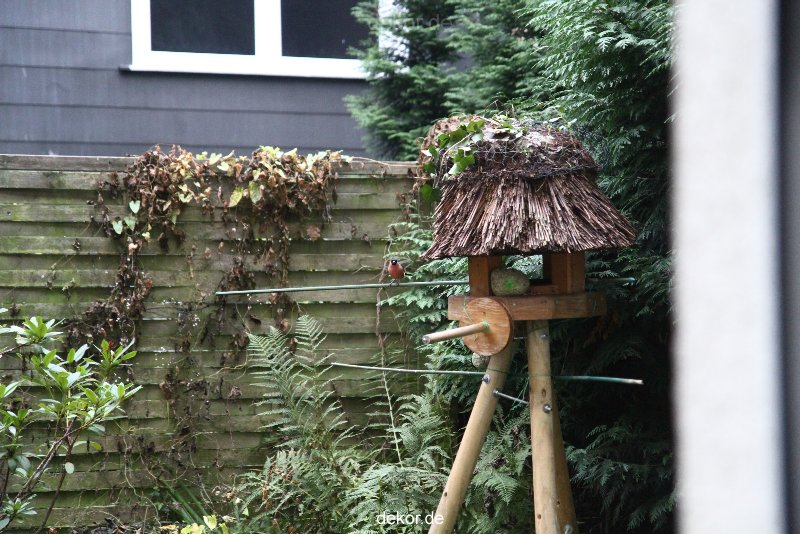 voegel-im-garten-2012-dompfaff-001