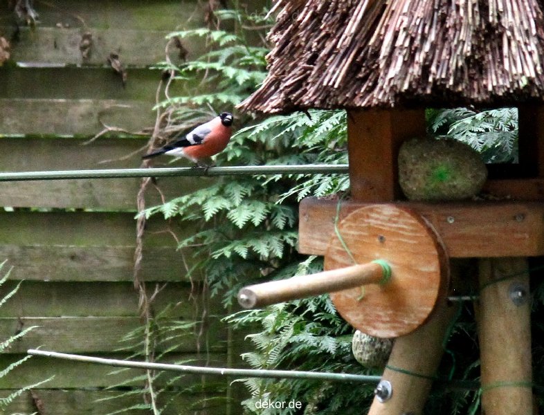 voegel-im-garten-2012-dompfaff-004