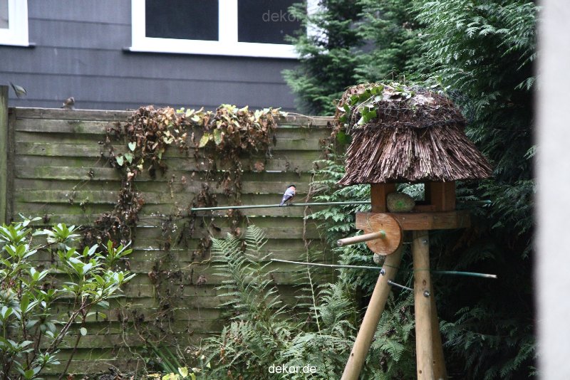 voegel-im-garten-2012-dompfaff-005