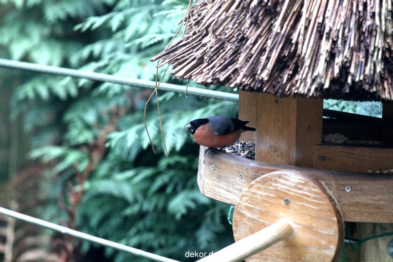 voegel-im-garten-2012-dompfaff-007