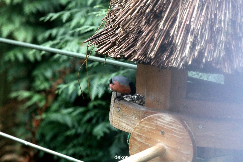 voegel-im-garten-2012-dompfaff-008