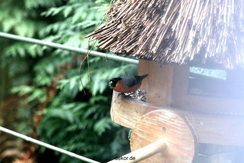 voegel-im-garten-2012-dompfaff-009