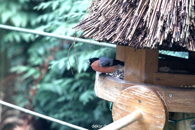 voegel-im-garten-2012-dompfaff-011