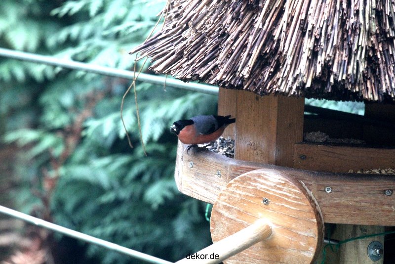 voegel-im-garten-2012-dompfaff-013