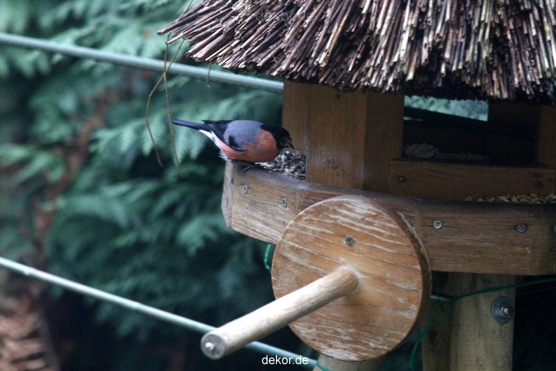 voegel-im-garten-2012-dompfaff-014