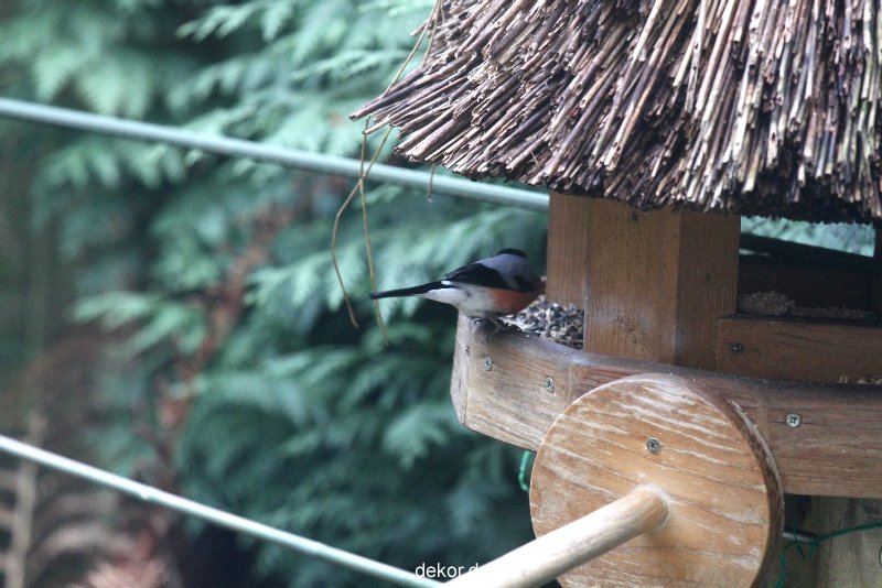voegel-im-garten-2012-dompfaff-016