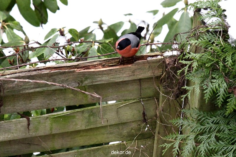 voegel-im-garten-2012-dompfaff-022