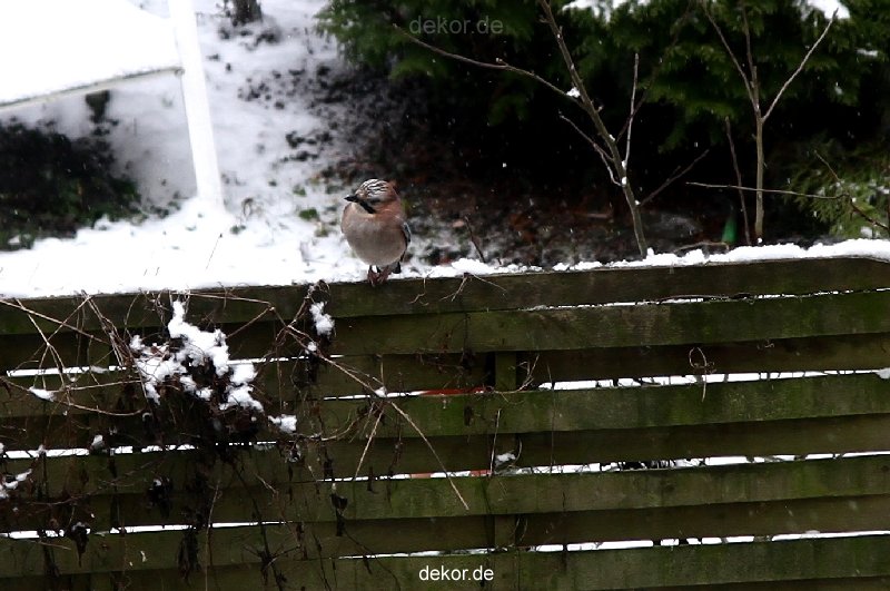 voegel-im-garten-2012-eichelhaeher-008
