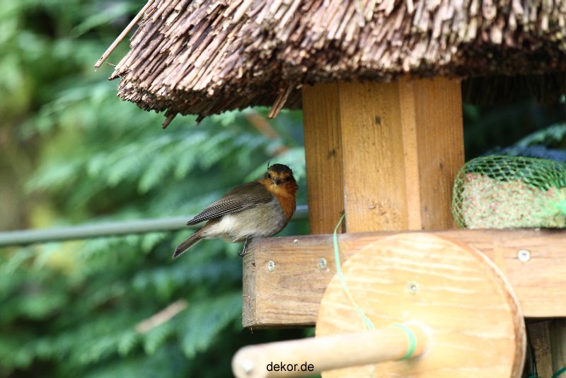 voegel-im-garten-2012-humpelheiner-005