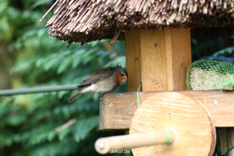 voegel-im-garten-2012-humpelheiner-007