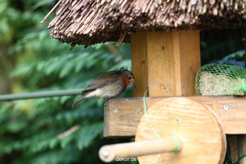 voegel-im-garten-2012-humpelheiner-008
