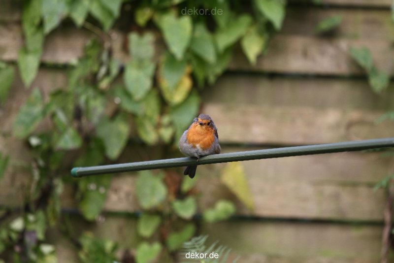 voegel-im-garten-2012-humpelheiner-021