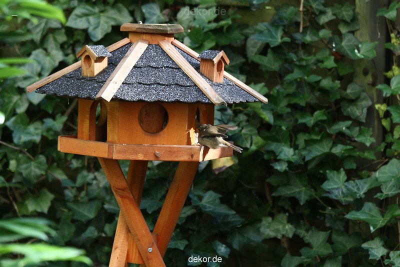 voegel-im-garten-2012-humpelheiner-028