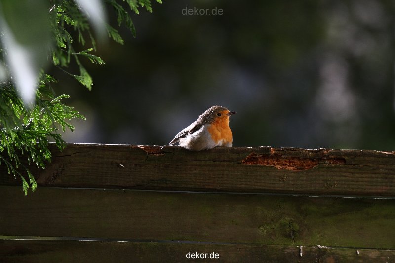 voegel-im-garten-2012-humpelheiner-047