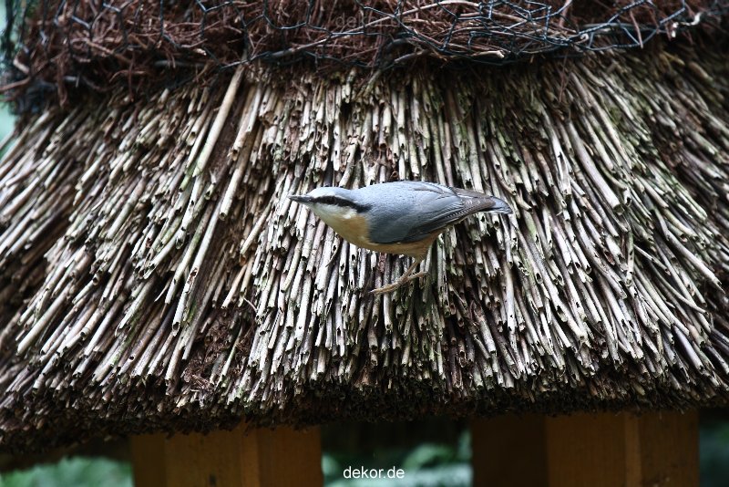 voegel-im-garten-2012-kleiber-019