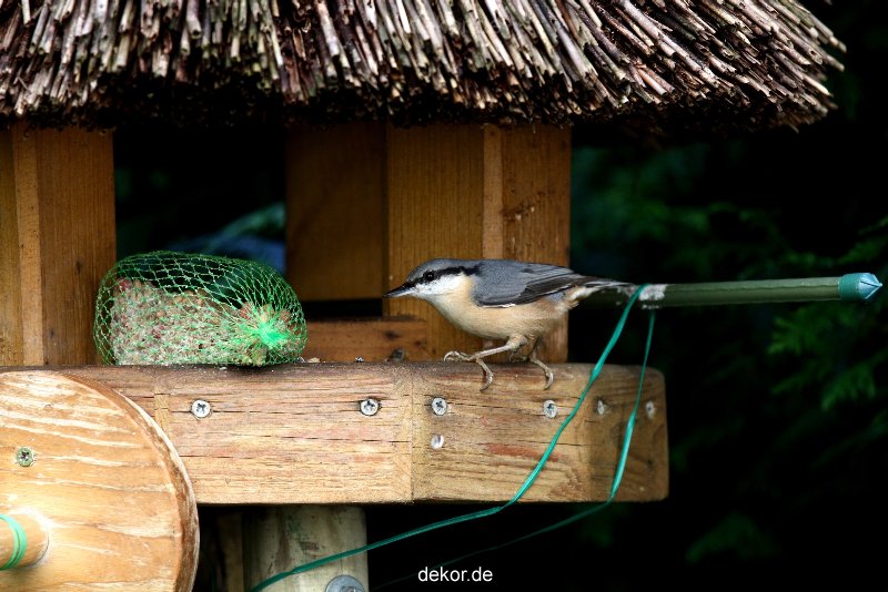 voegel-im-garten-2012-kleiber-027