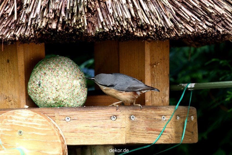 voegel-im-garten-2012-kleiber-033