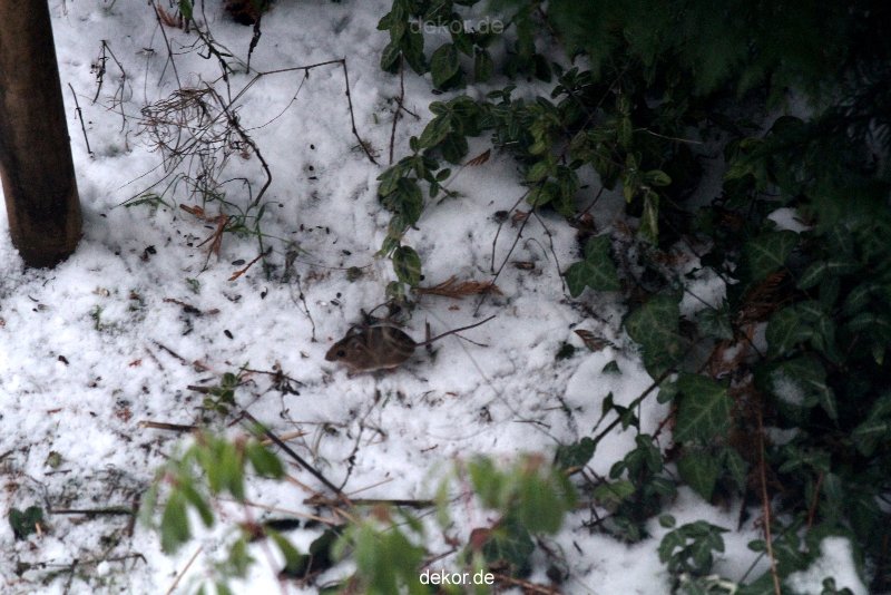 voegel-im-garten-2012-maus-winter-001