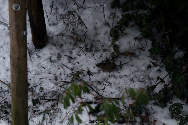 voegel-im-garten-2012-maus-winter-002