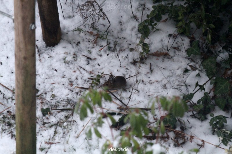 voegel-im-garten-2012-maus-winter-003