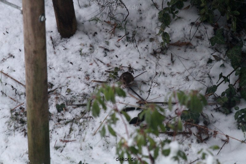 voegel-im-garten-2012-maus-winter-004