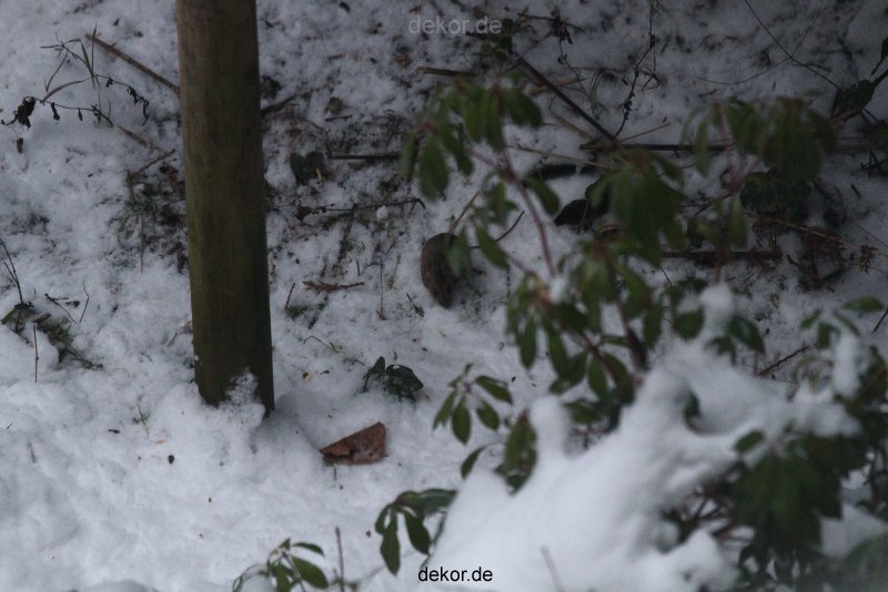 voegel-im-garten-2012-maus-winter-005
