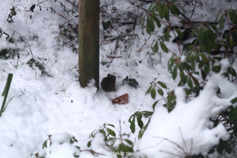 voegel-im-garten-2012-maus-winter-006