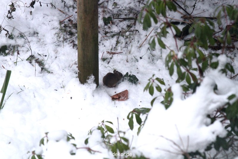 voegel-im-garten-2012-maus-winter-007