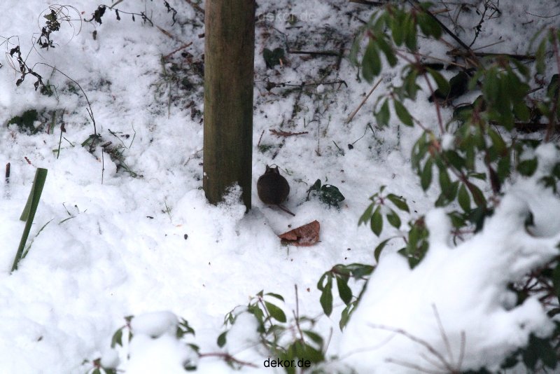 voegel-im-garten-2012-maus-winter-008