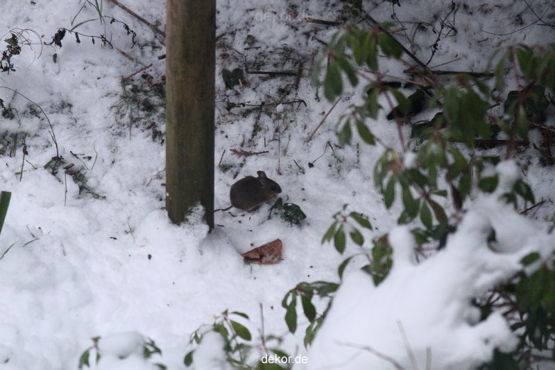 voegel-im-garten-2012-maus-winter-010