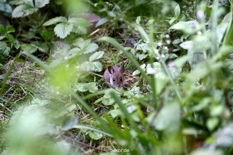 voegel-im-garten-2012-maus-001